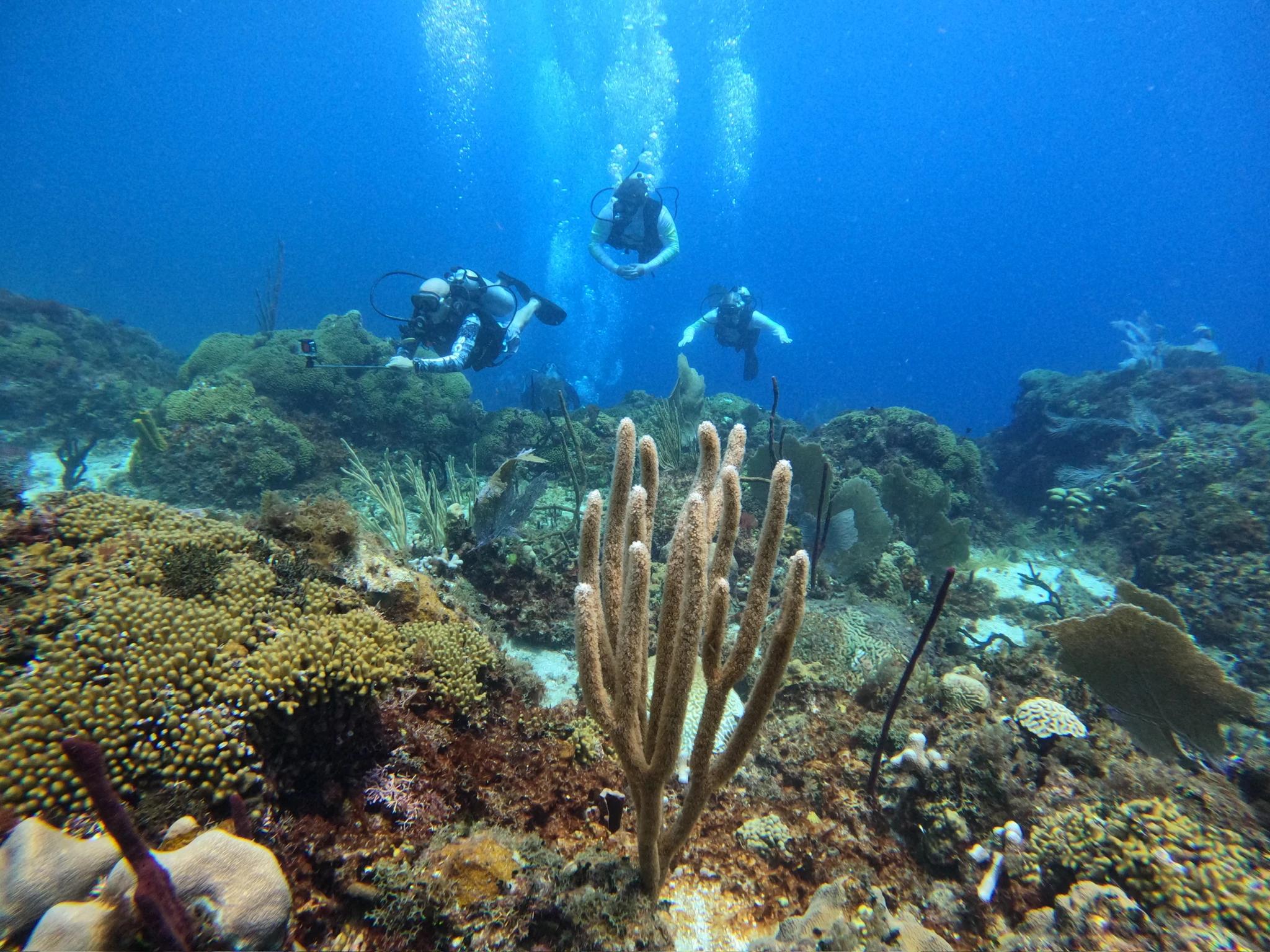 Operado por Grand Bay Dive Center