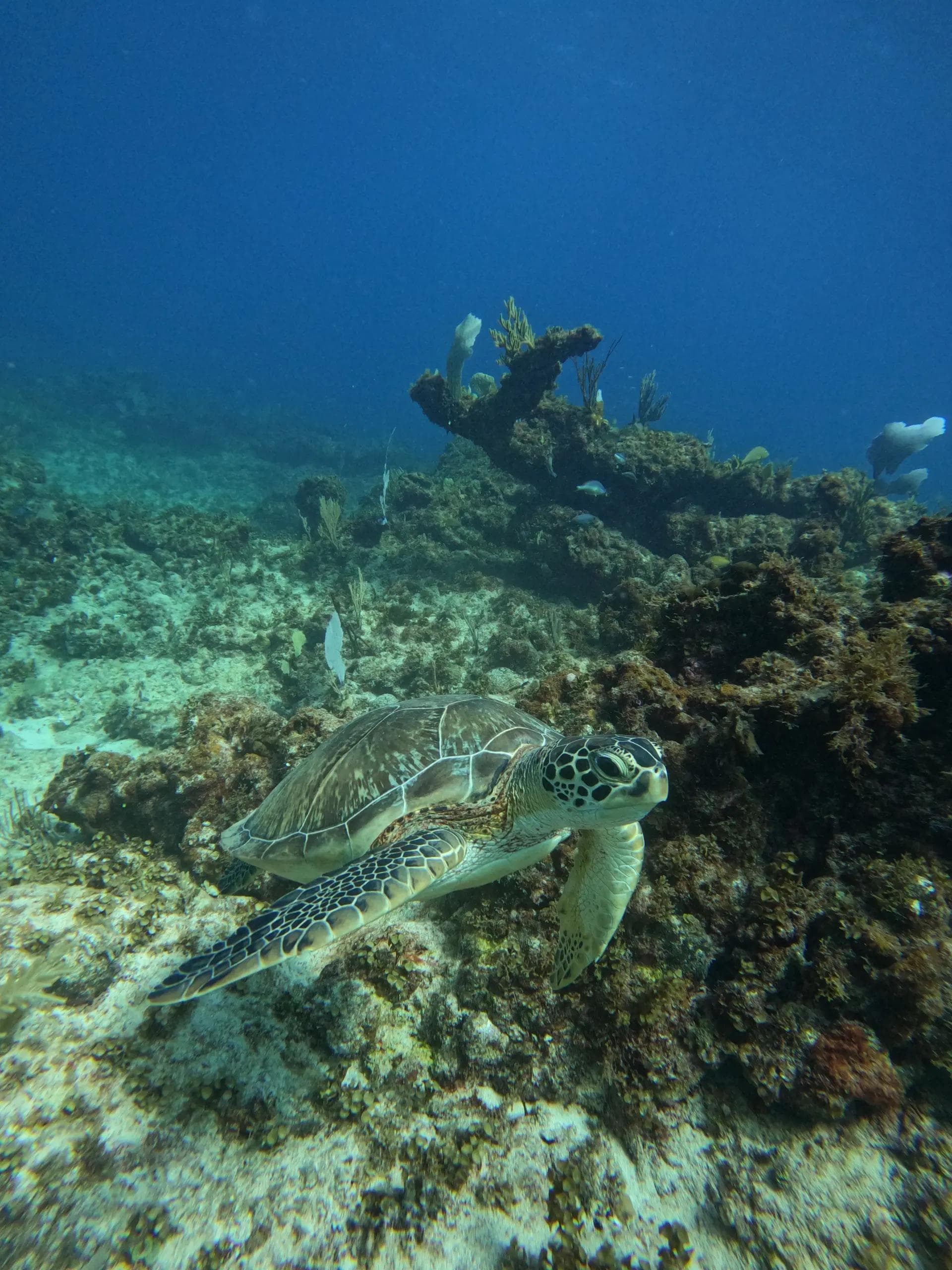 El Equipo de Buceo de Confianza en Punta Cana