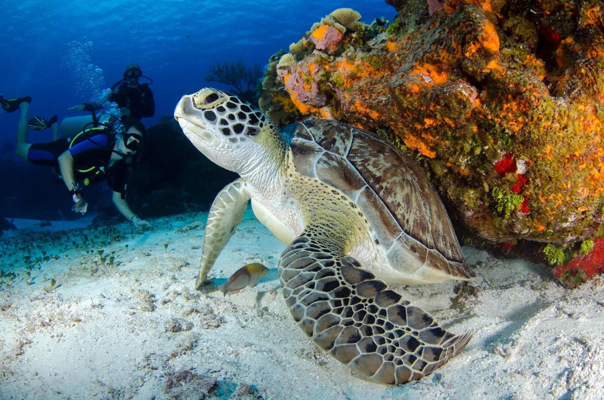 Sea Turtles, Stingrays & Sharks: Your Punta Cana Marine Life Guide